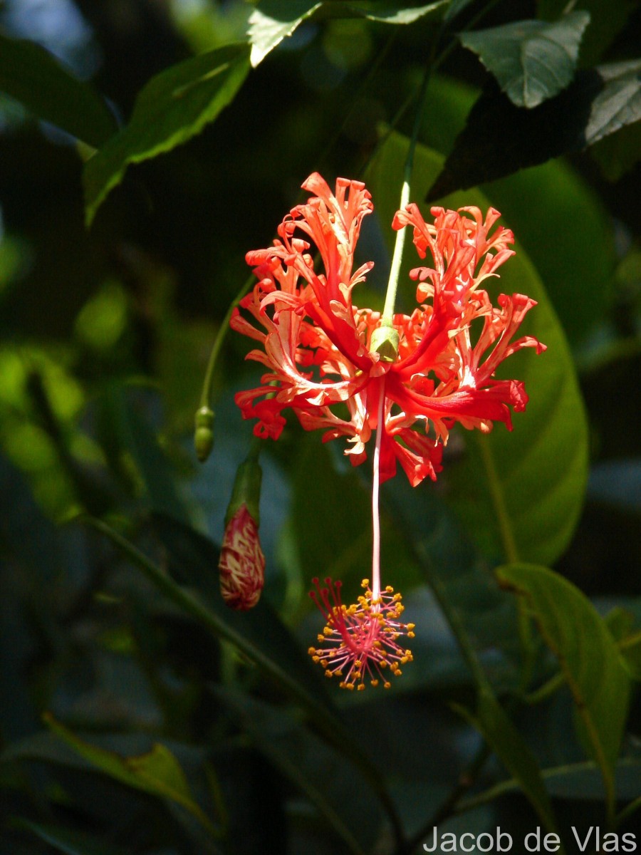 Hibiscus schizopetalus (Mast.) Hook.f.